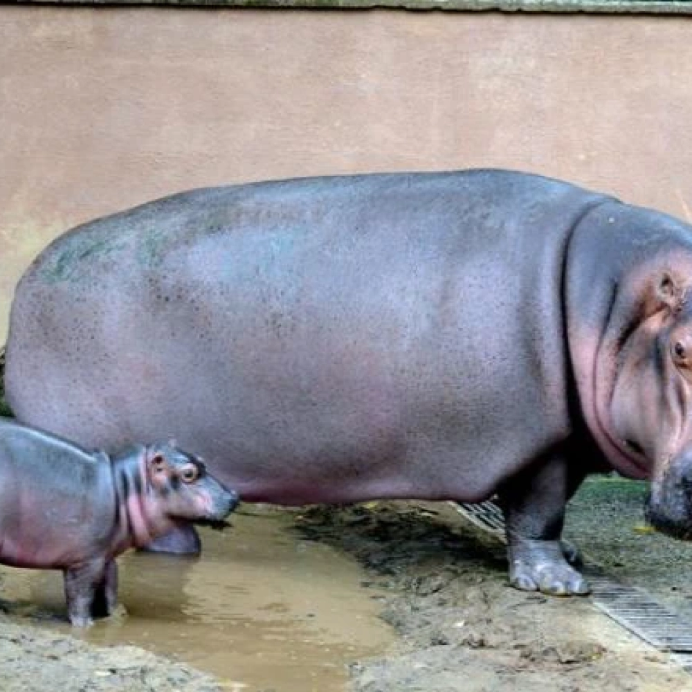 População já pode escolher um nome para o filhote de hipopótamo do Zoo de Sorocaba