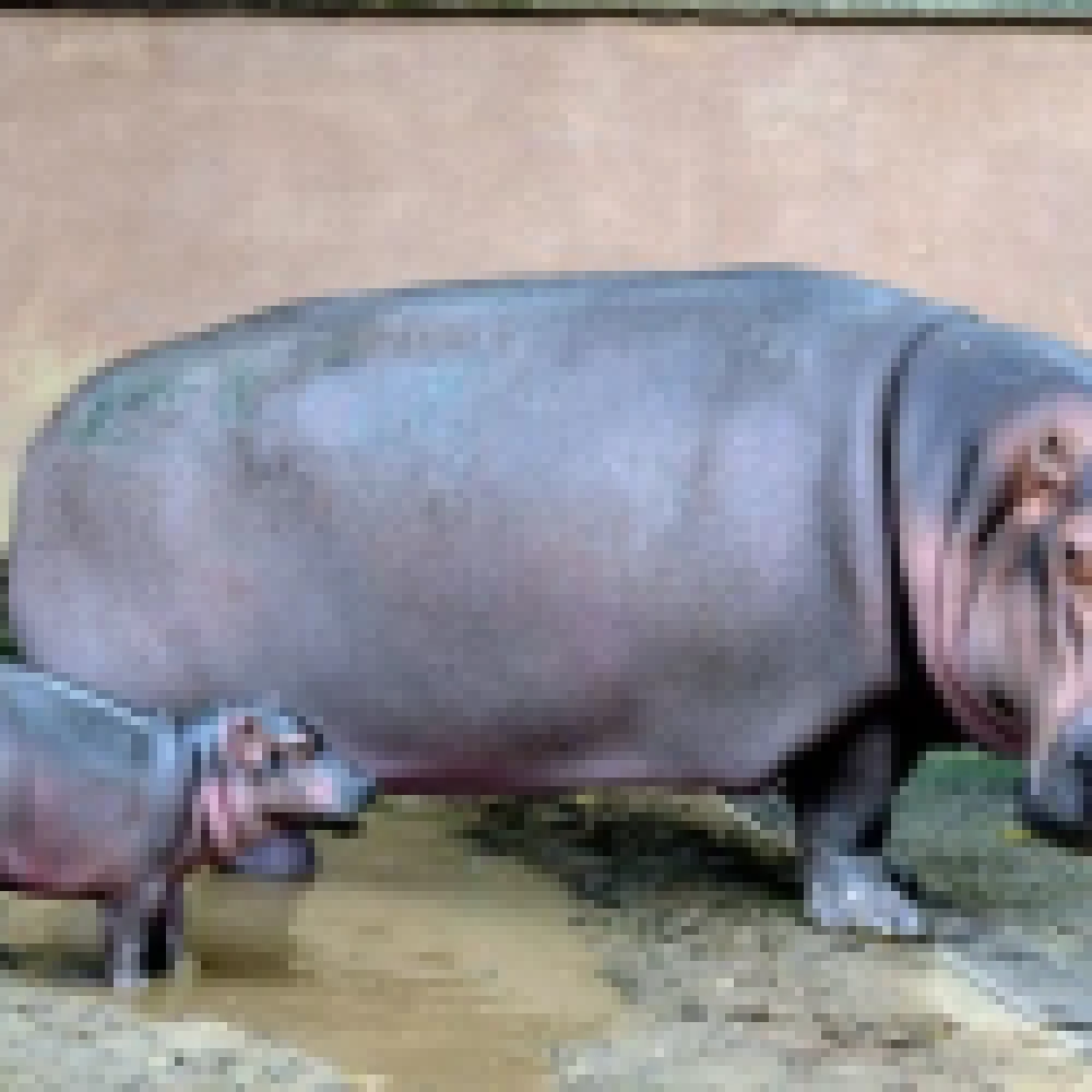 População já pode escolher um nome para o  filhote de hipopótamo do Zoo de Sorocaba