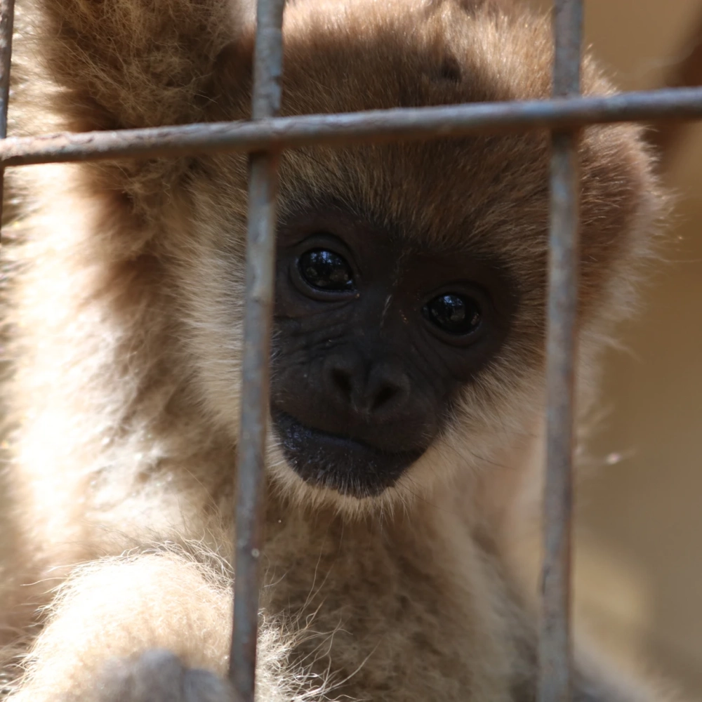 População já pode votar no nome da fêmea de muriqui que nasceu no zoo de Sorocaba