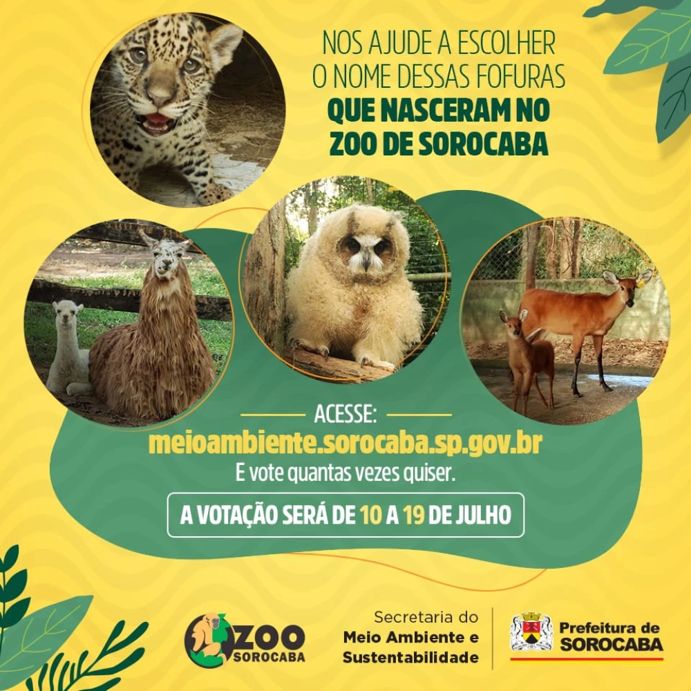 População pode escolher nomes para os quatro filhotes que nasceram no zoológico de Sorocaba
