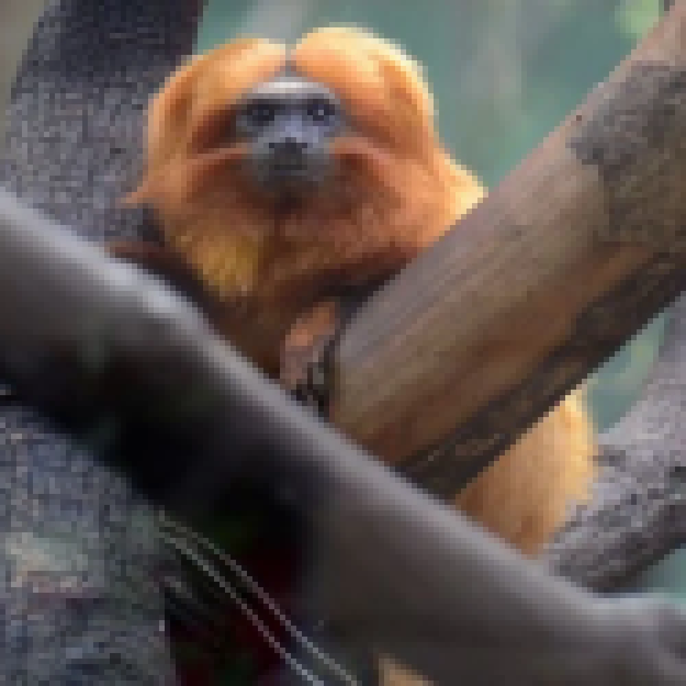 População pode escolher o nome das fêmeas de mico-leão-dourado do Zoo