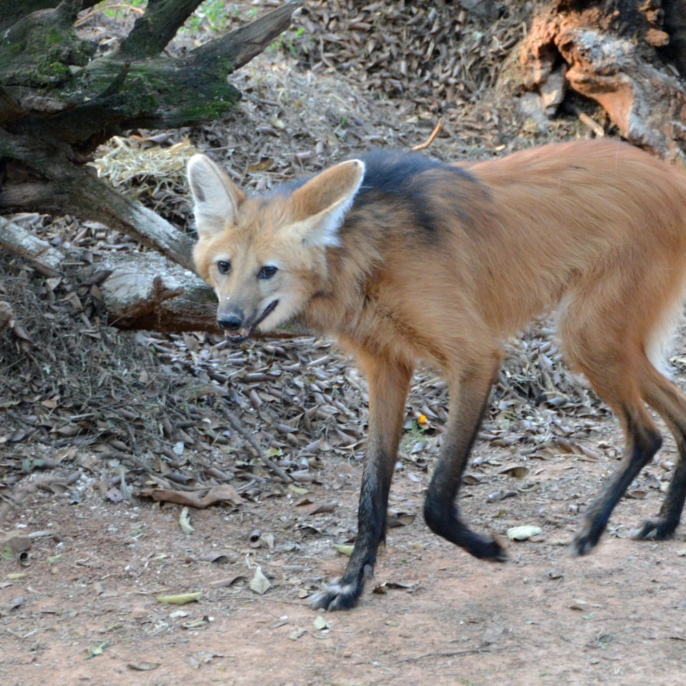 População pode se inscrever para visitas monitoradas no zoológico