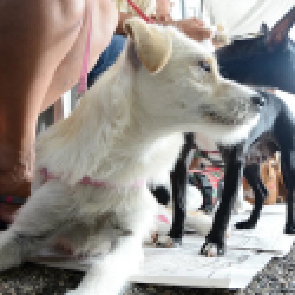 Prefeitura de Sorocaba abrirá inscrição para castração gratuita de cães e gatos