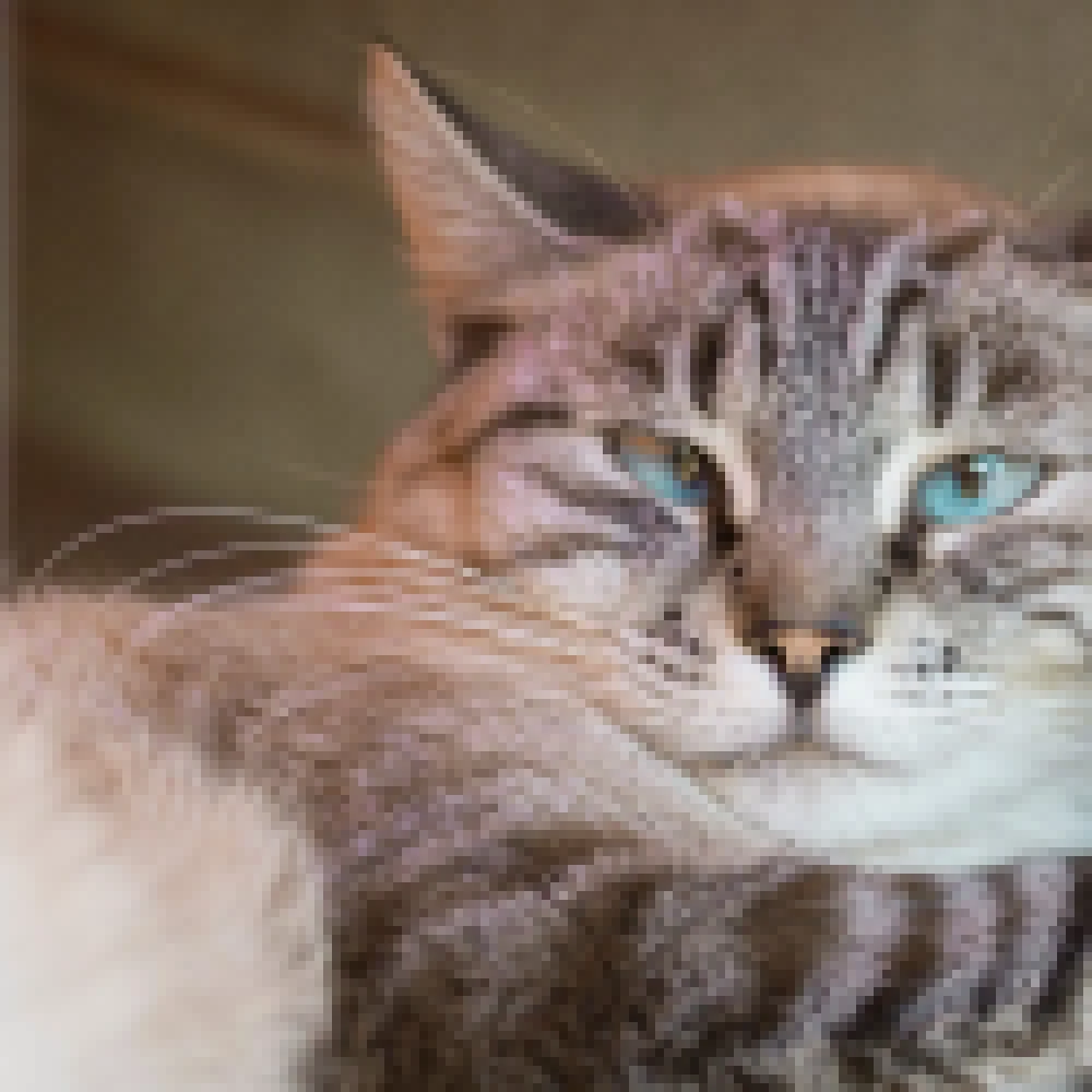 Prefeitura de Sorocaba inclui mais quatro bairros da região do Jd. Rodrigo e Vila Helena na próxima etapa do Mutirão de Castração de cães e gatos