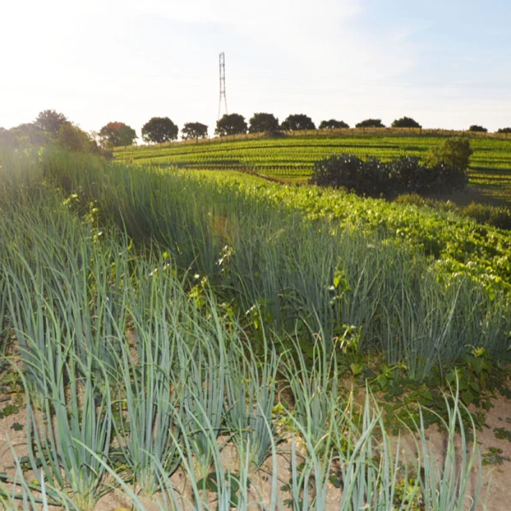 Produtores podem participar de curso gratuito de Turismo Rural
