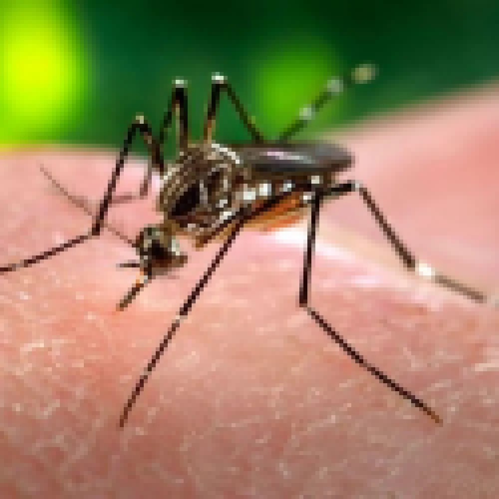 Saúde confirma oito novos casos de dengue. Esse ano já foram registrados 260 casos em Sorocaba