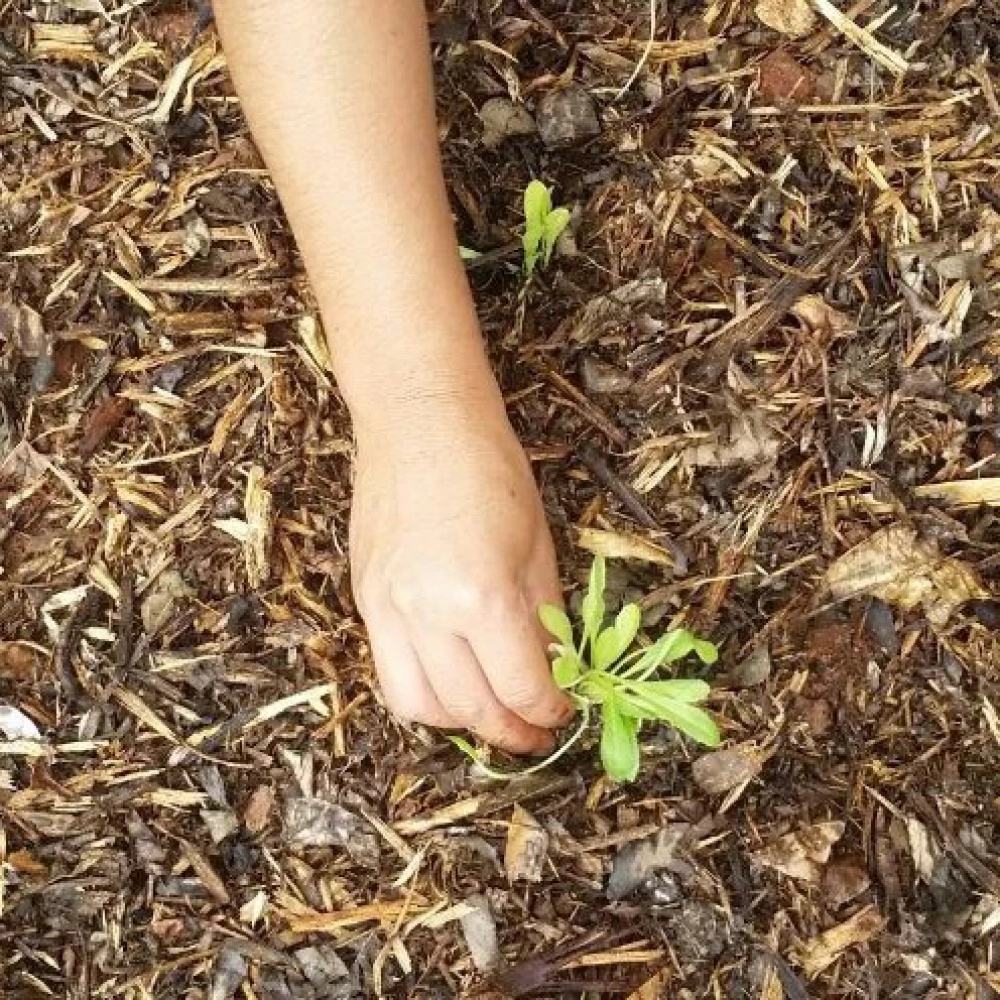 Seaban convida voluntários para os projetos ‘Nossa Horta’ e ‘Educafeira’