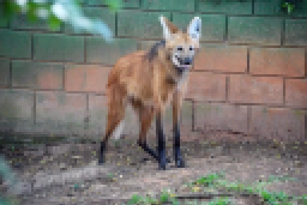 Dia do Lobo-Guará é celebrado com programação especial no Zoo de Sorocaba