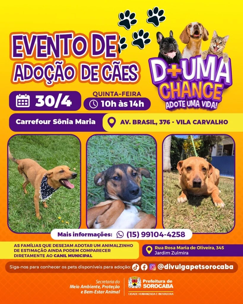 Evento de adoção de cães do Canil Municipal de Sorocaba estará no Carrefour Sônia Maria nesta quinta-feira (30)