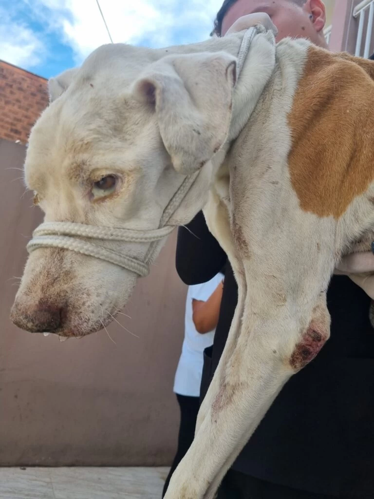 Tutor é conduzido à Delegacia de Polícia por flagrante de maus-tratos a cão na Zona Norte de Sorocaba