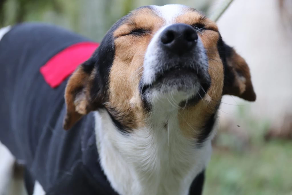 Feira de adoção de cães da Prefeitura de Sorocaba é levada ao Parque das Águas neste sábado (24)
