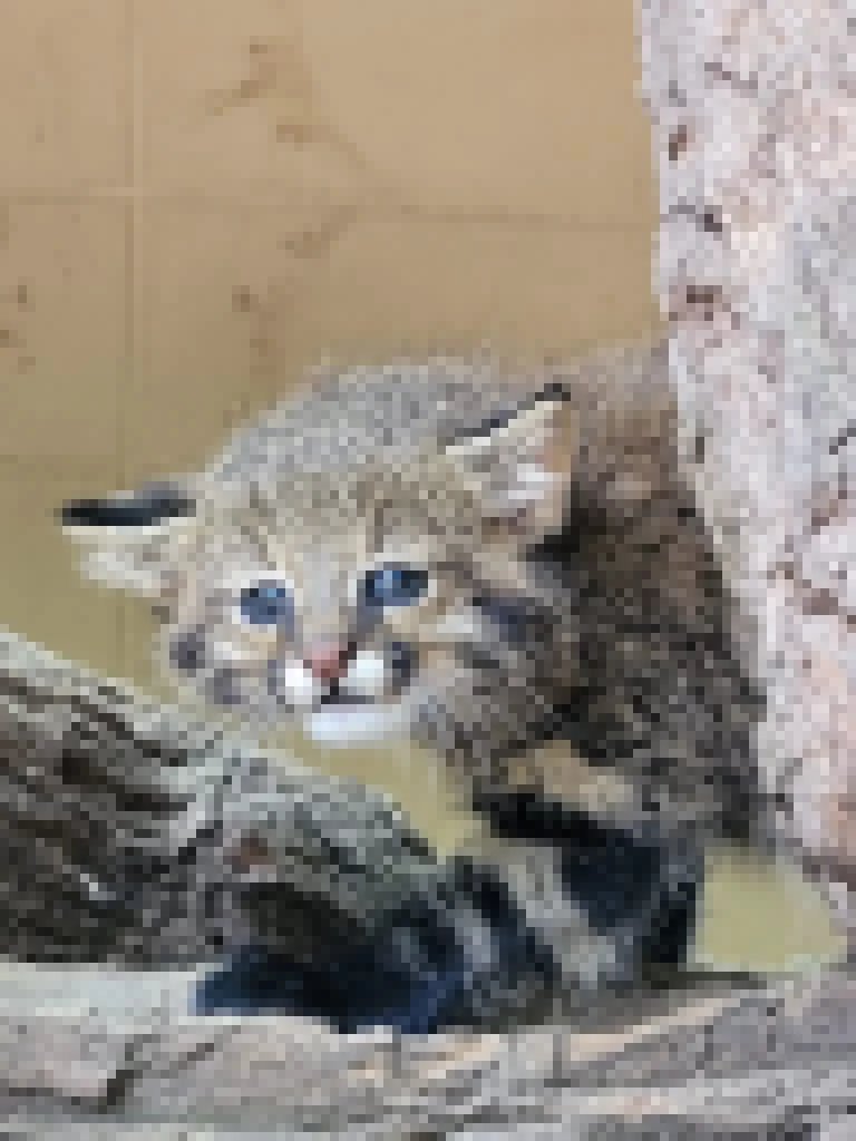 Zoológico Municipal de Sorocaba tem novos moradores