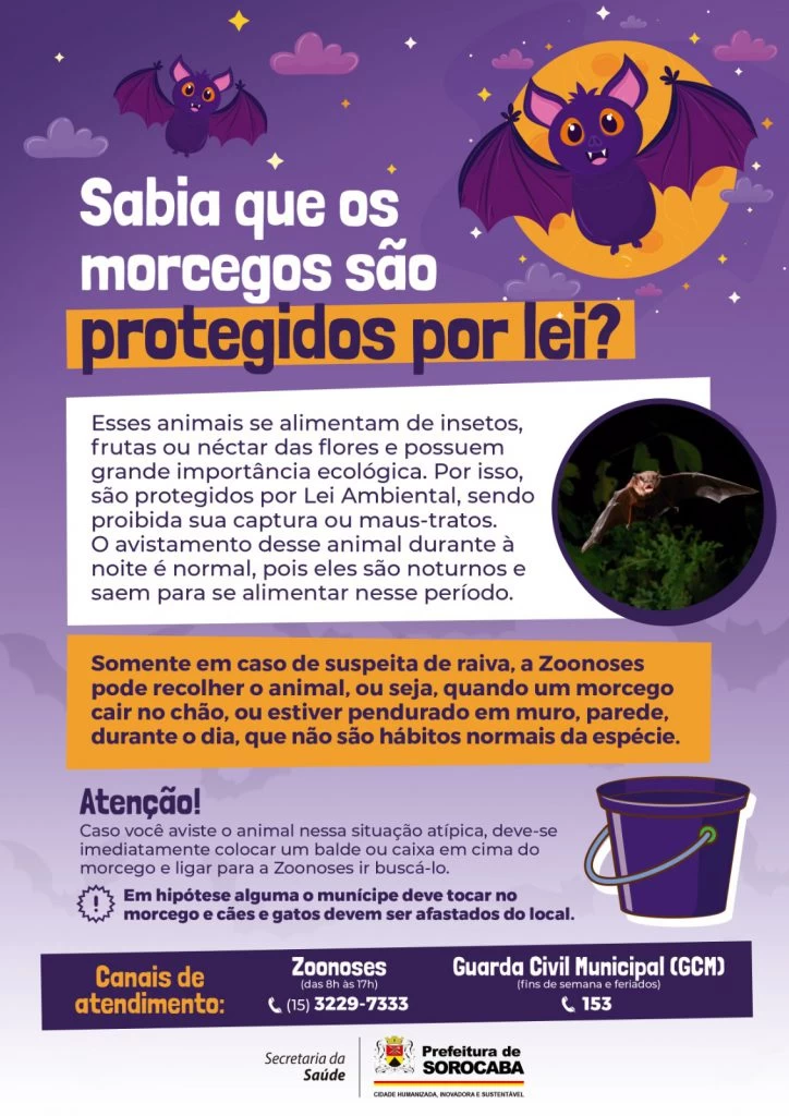 Saiba o que fazer quando encontrar morcegos com suspeita de raiva