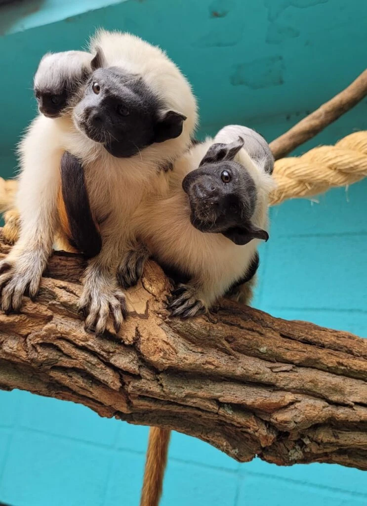 Zoo de Sorocaba participa de ação de conservação de primata entre os mais ameaçados do mundo