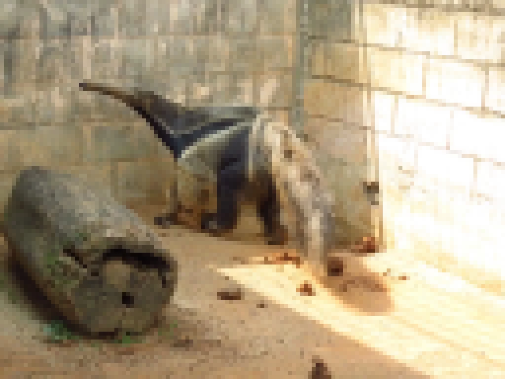 Zoo promove atividades gratuitas em comemoração ao Dia Nacional e Internacional da Onça-Pintada e ao Dia Mundial do Tamanduá