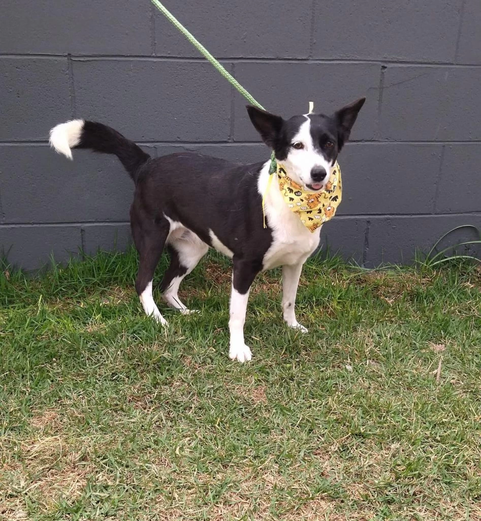 Feira de adoção da Prefeitura de Sorocaba acontece no Pátio Cianê Shopping neste sábado (7)