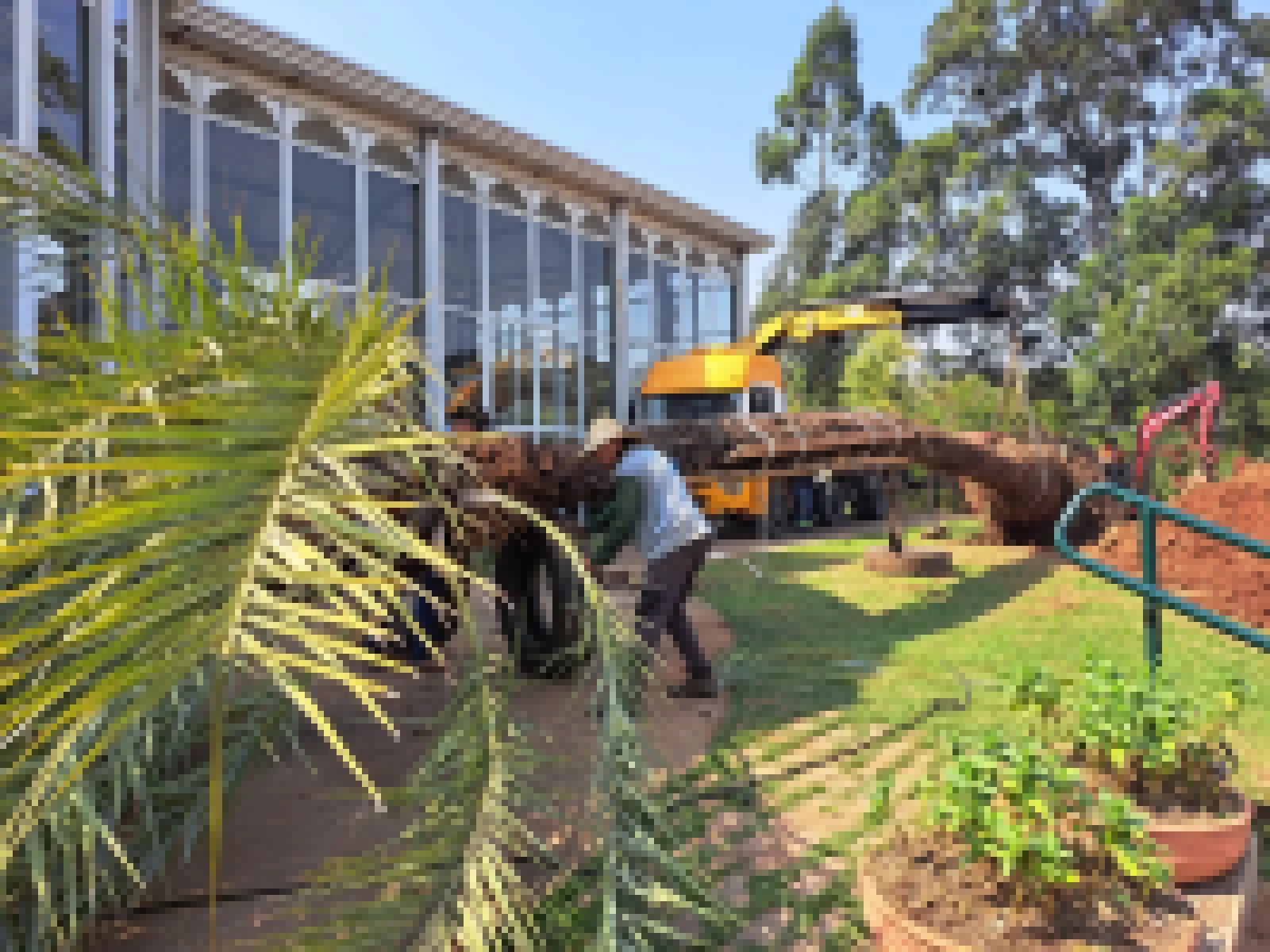 Tamareira centenária é transplantada no Jardim Botânico de Sorocaba