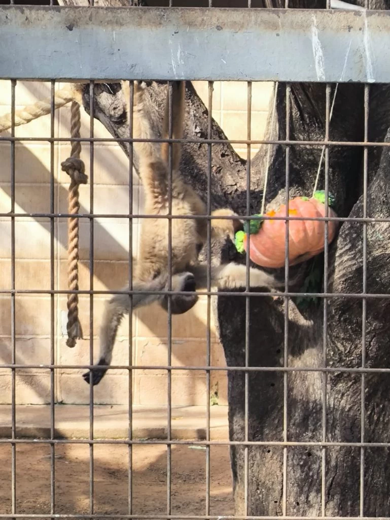 Dia do Muriqui foi celebrado no Zoológico Municipal de Sorocaba