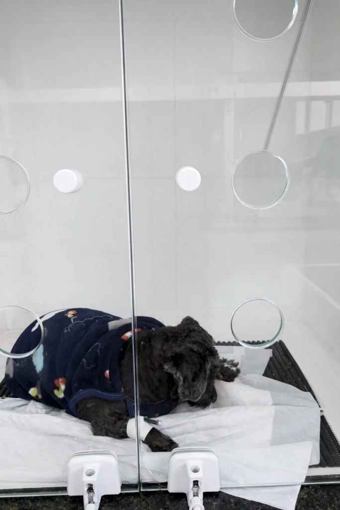 Tutor é conduzido à Delegacia de Polícia por flagrante de maus-tratos a cão em Sorocaba