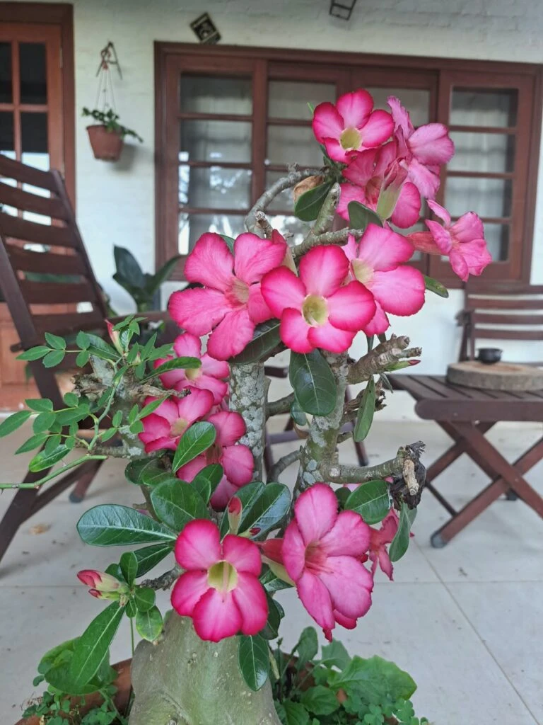 Cultivo da rosa-do-deserto é tratado em encontro do Clube de Jardinagem do Botânico