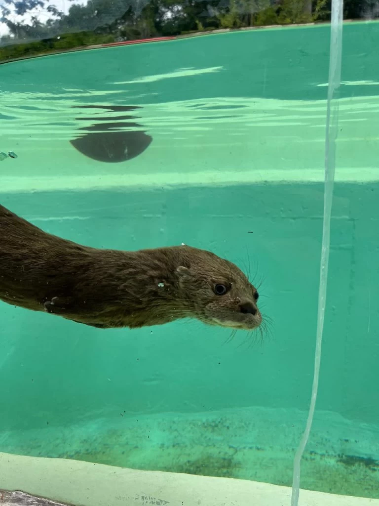 População pode participar de campanha on-line para escolha do nome da lontra do Zoológico Municipal de Sorocaba