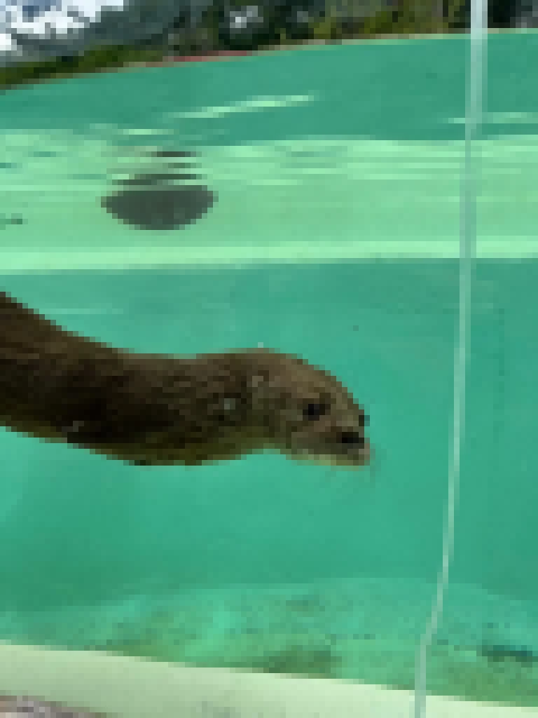 População pode participar de campanha on-line para escolha do nome da lontra do Zoológico Municipal de Sorocaba