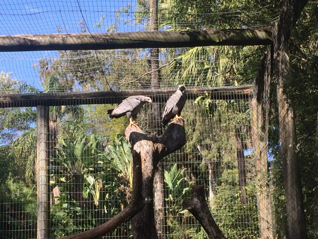 Zoo Municipal de Sorocaba participa de oficina de conservação da águia-cinzenta em Curitiba
