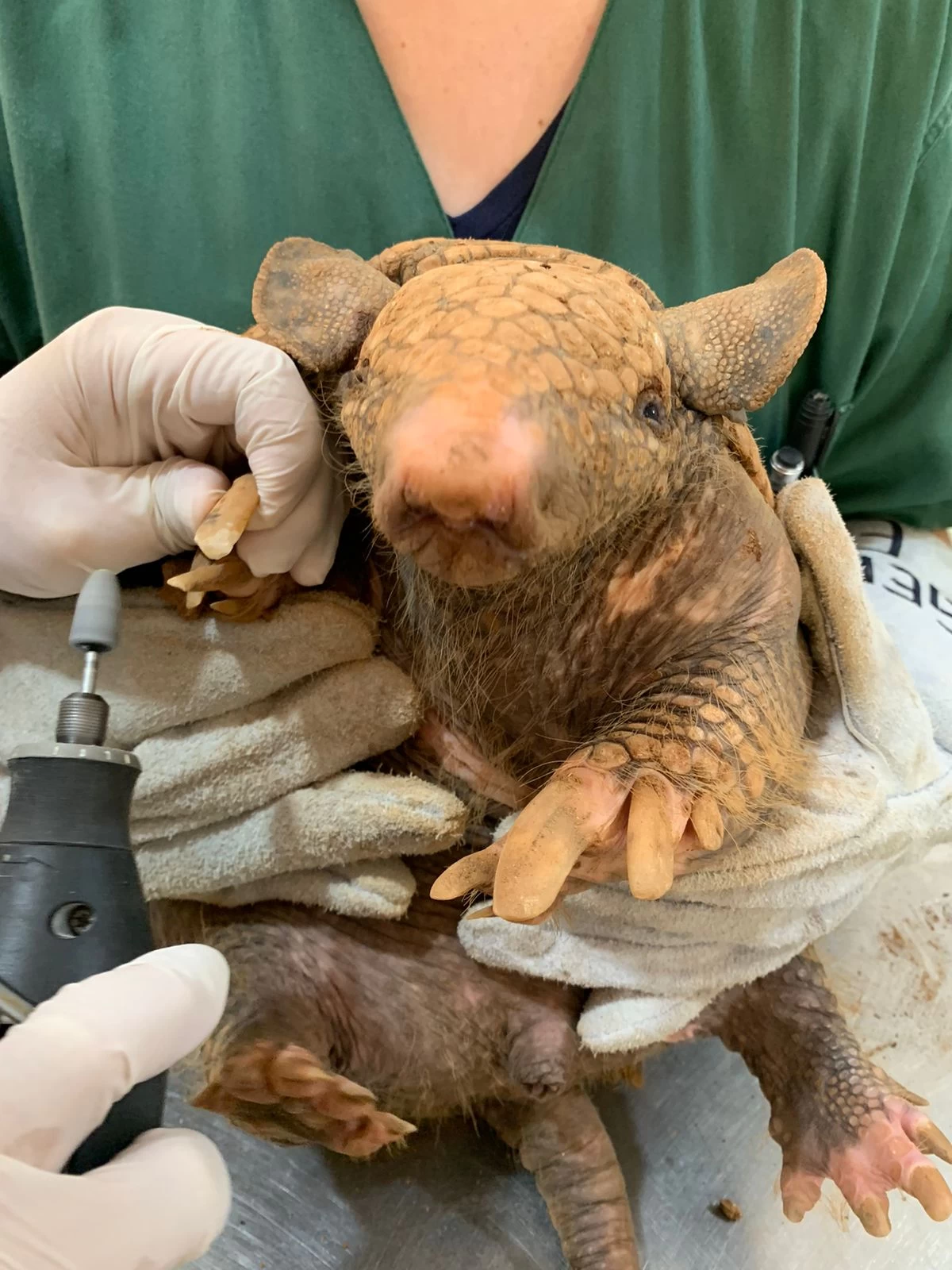 Publicação do Zoológico de Sorocaba sobre espécie de tatu é destaque em revista científica on-line