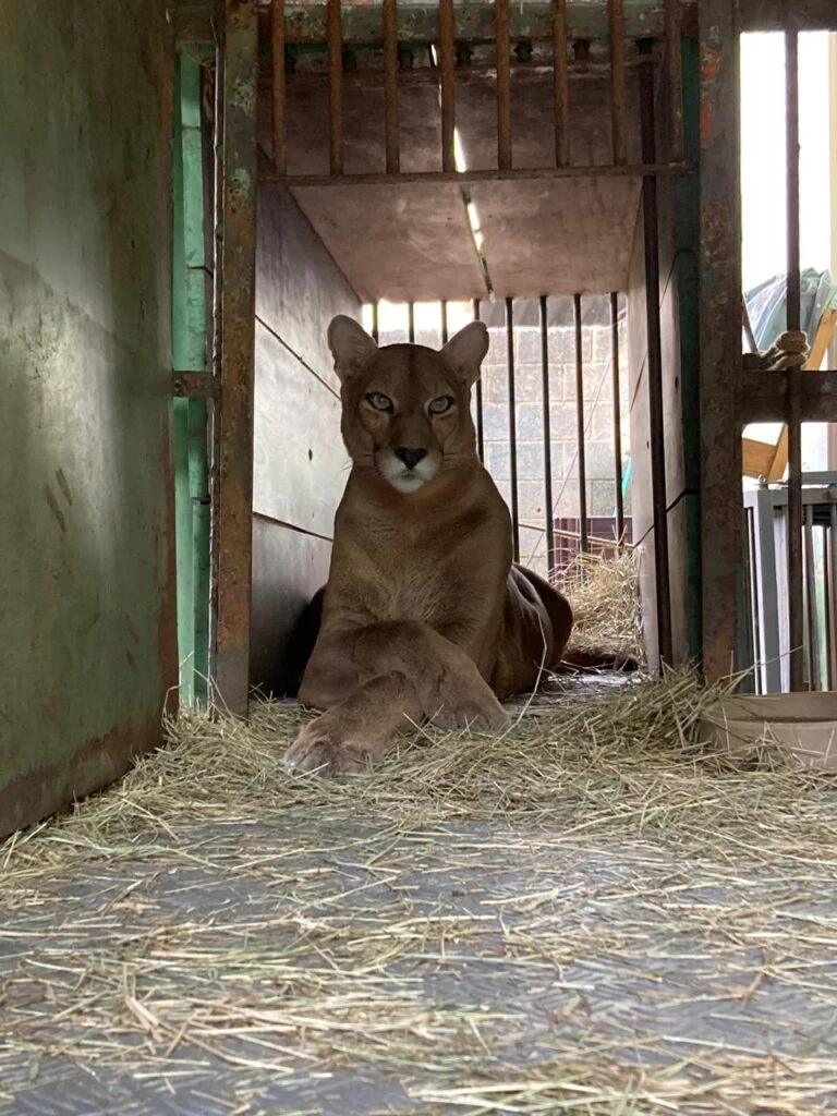 Onça-parda do Zoológico de Sorocaba está em tratamento na Unesp Botucatu