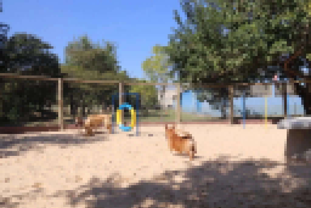 Cães ganham cachorródromo no Parque dos Espanhóis