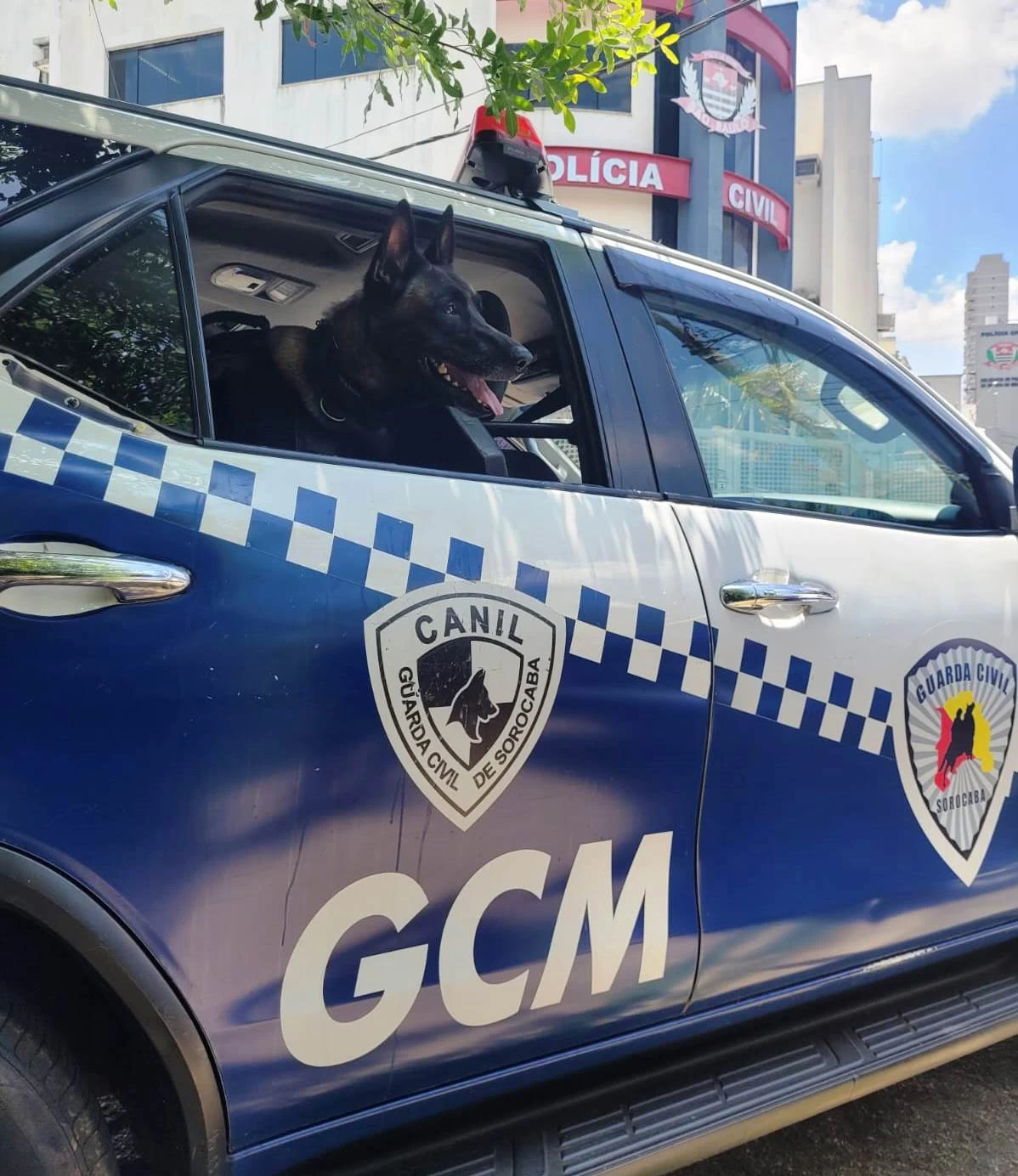 GCM detém neta que violou medida protetiva e ofendeu a avó no Parque das Laranjeiras