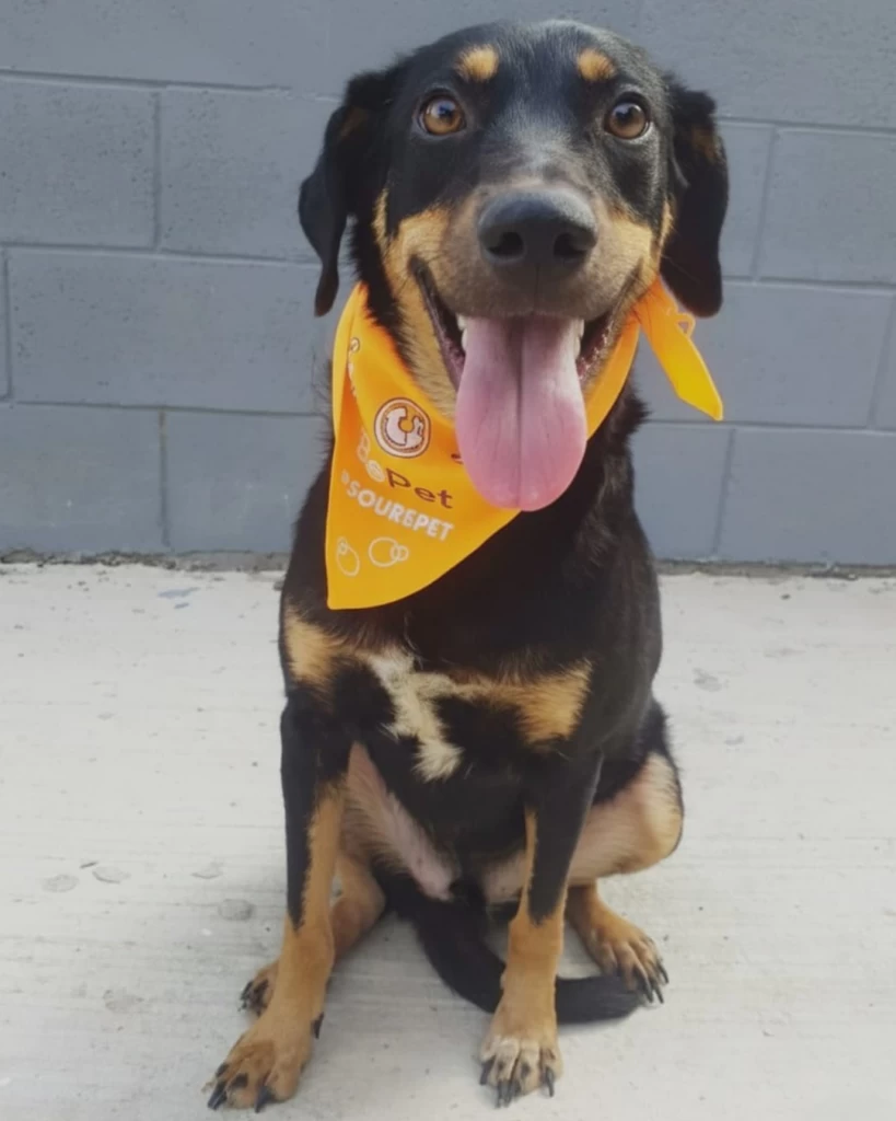 Feira de adoção de cães do Canil Municipal ocorrerá no Parque Campolim neste sábado (28)