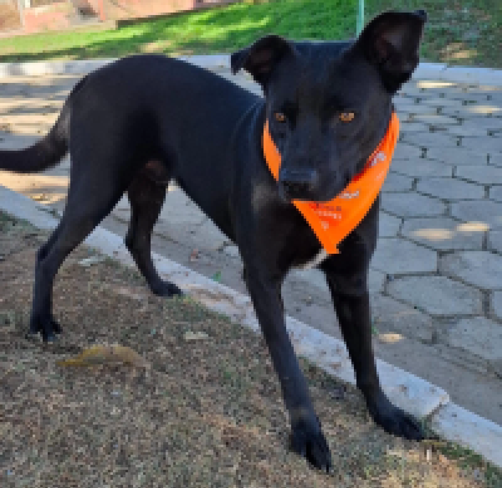 Feira de adoção de cães da Prefeitura de Sorocaba acontece no Jardim Brasilândia neste sábado (25)