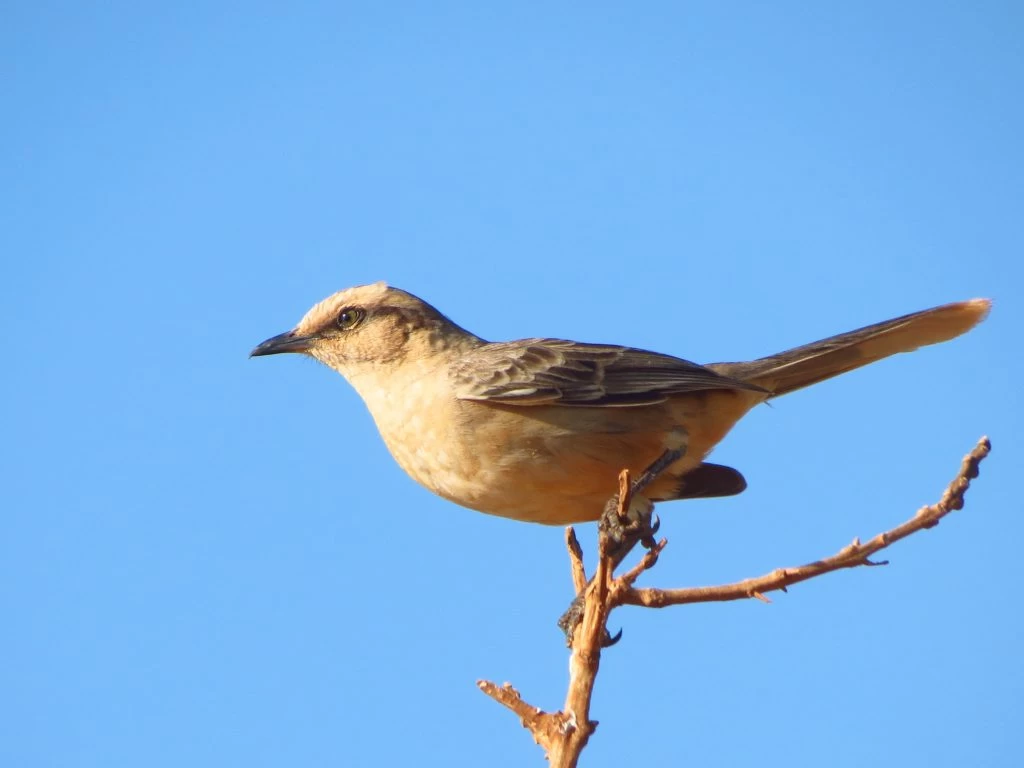 Coaves Kids tem “passarinhada” no Jardim Botânico de Sorocaba neste sábado (15)