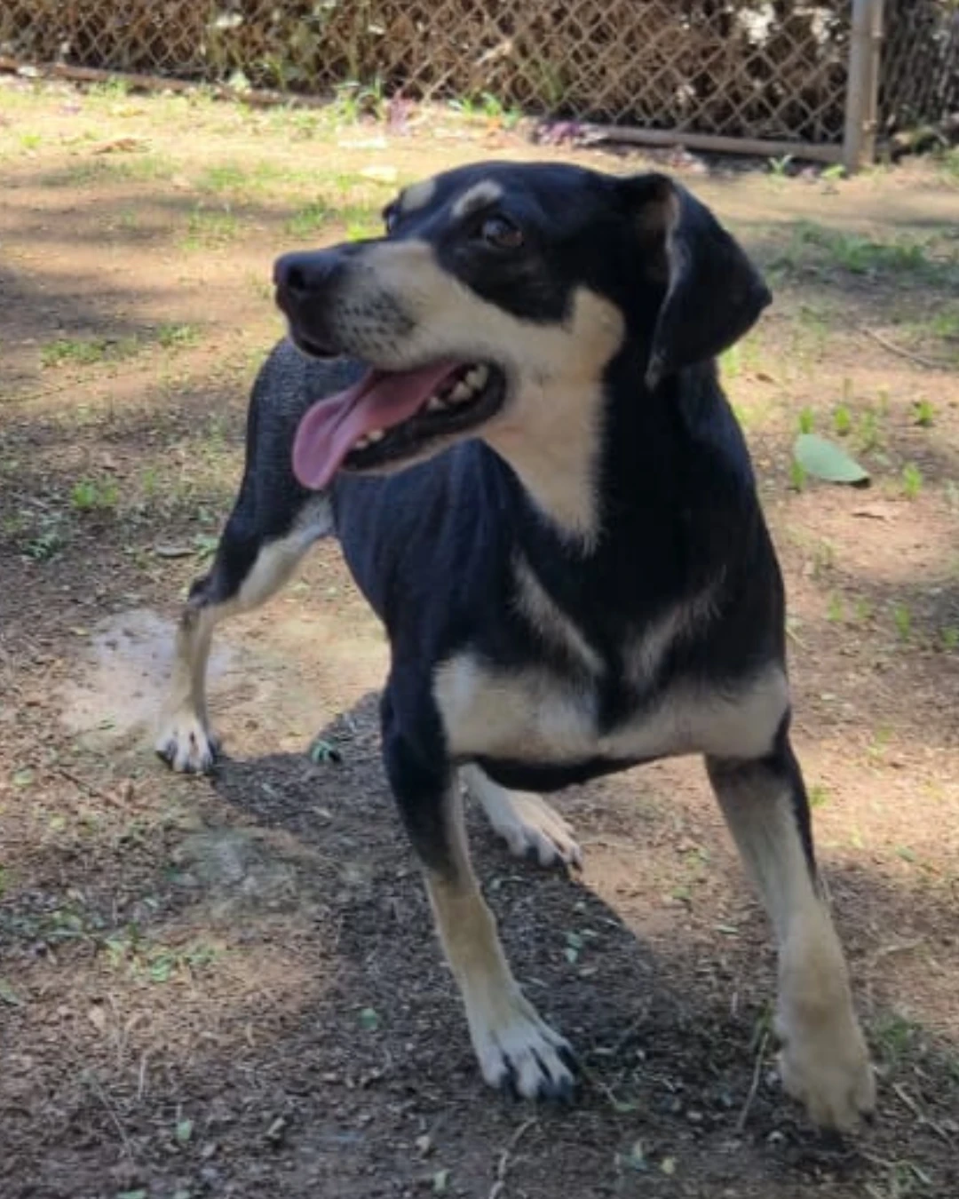 CEAGESP recebe evento de adoção de cães do Canil Municipal de Sorocaba nesta sexta (16)