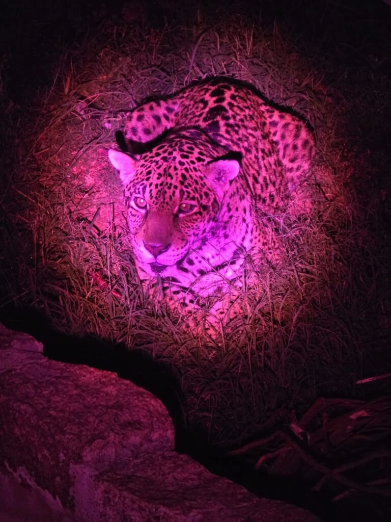 Prefeitura de Sorocaba realizará inscrições para Visitas Monitoradas Noturnas no Zoo
