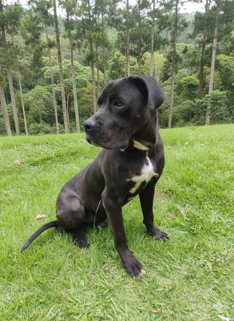 Cão resgatado de maus-tratos em Sorocaba se recupera e está disponível para adoção responsável