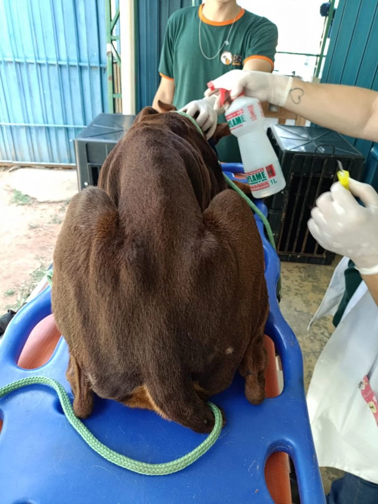 Prefeitura de Sorocaba resgata três cães em situação de maus-tratos no Parque das Paineiras