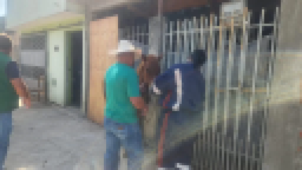 GCM e Sema atuam em resgate de equino atropelado na Zona Norte