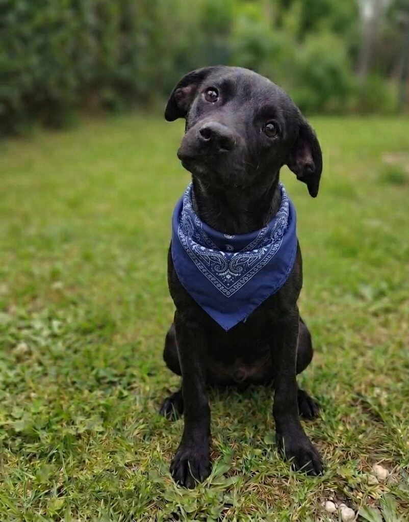 Evento de adoção de cães do Canil Municipal de Sorocaba acontece no Assaí Atacadista neste sábado (22)