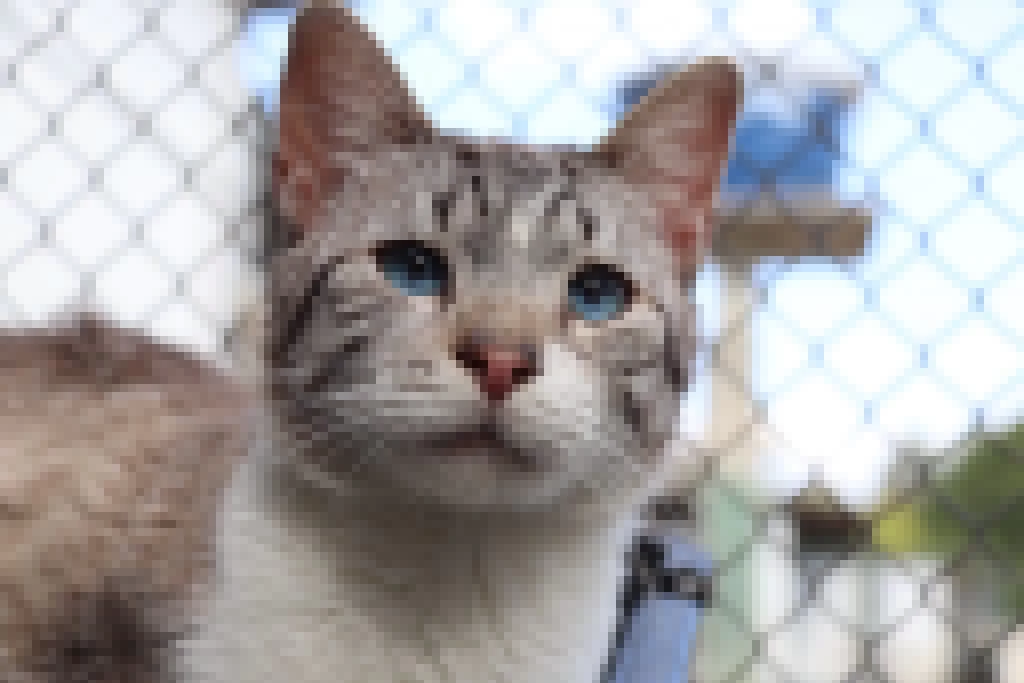 Prefeitura de Sorocaba recebe inscrições de ONGs para vagas remanescentes do Conselho de Proteção e Bem-Estar Animal até o dia 30 de julho
