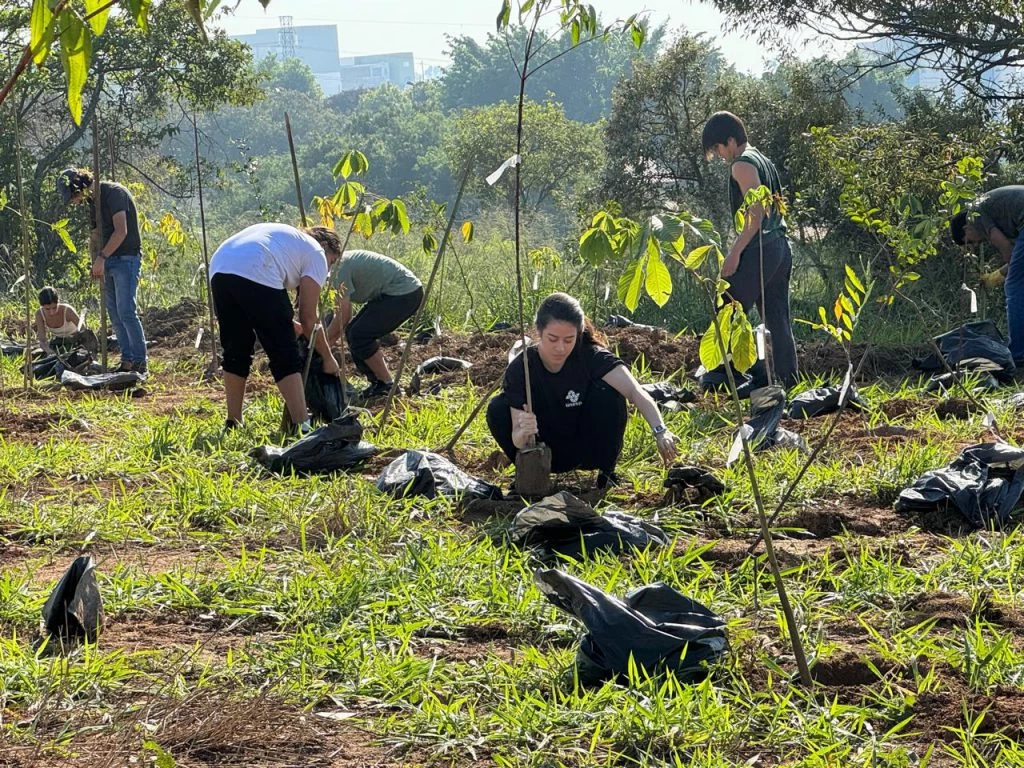 Prefeitura faz sábado (7) plantio de 4 mil árvores em área pública do bairro Herbert de Souza