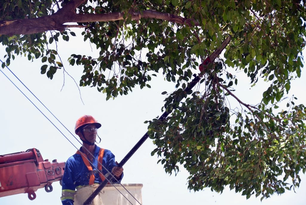 Avenida Ipanema terá serviço de poda de árvore de grande porte na segunda-feira (20)