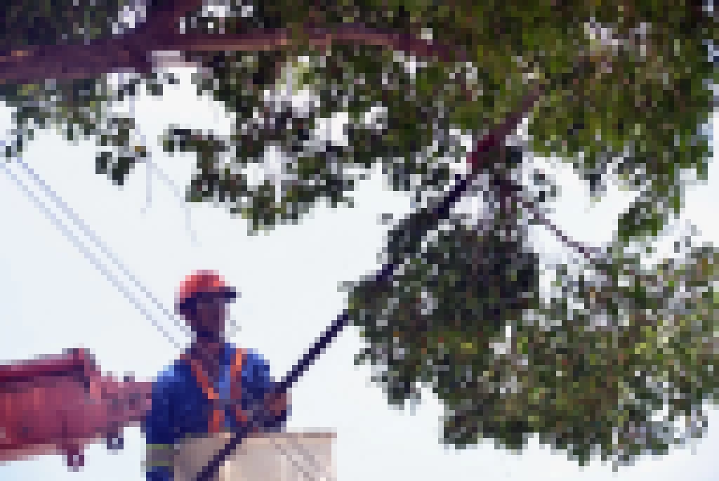 Avenida Ipanema terá serviço de poda de árvore de grande porte na segunda-feira (20)