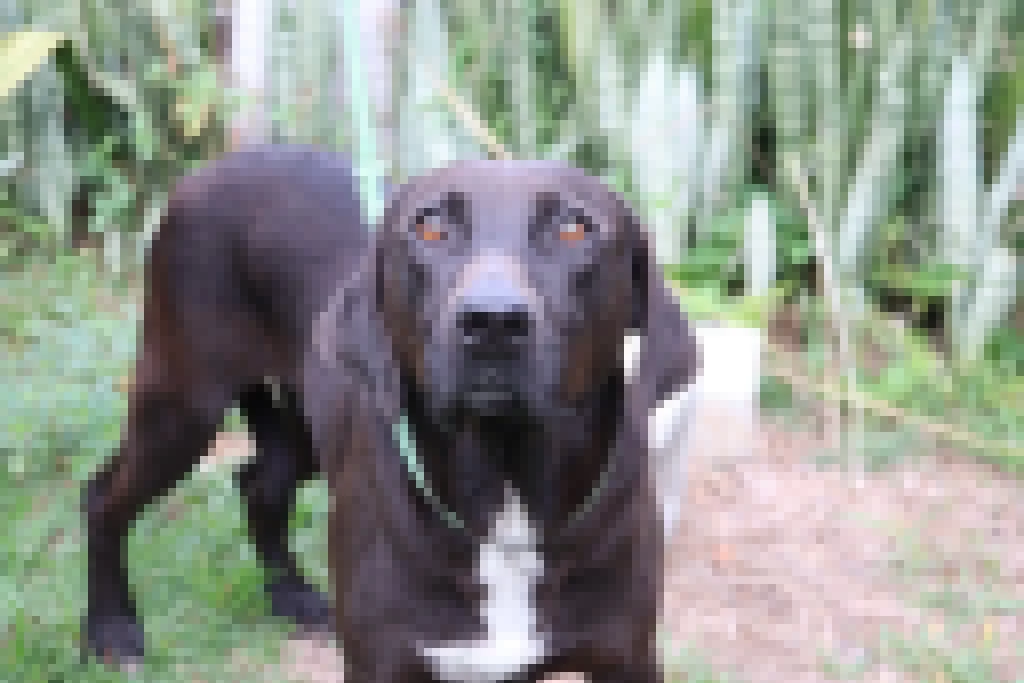 Feira de adoção de cães da Prefeitura de Sorocaba ocorre no Pátio Cianê Shopping neste sábado (7)