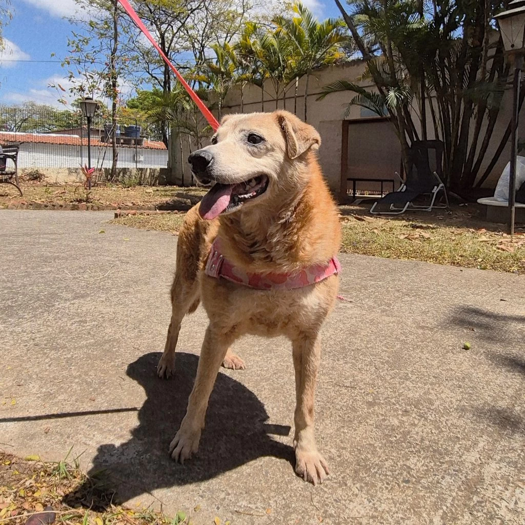 Canil Municipal de Sorocaba recebe inscrições de voluntários a partir de segunda-feira (16)