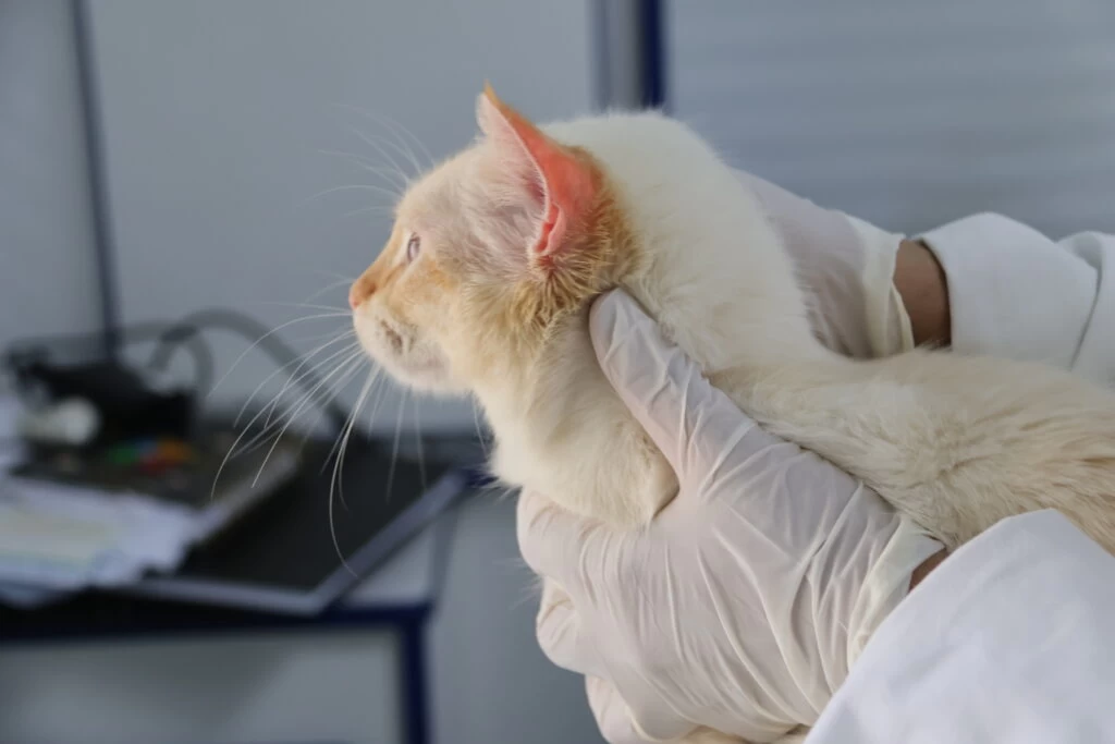 Consultório Veterinário Móvel atenderá no Recreio dos Sorocabanos na próxima semana