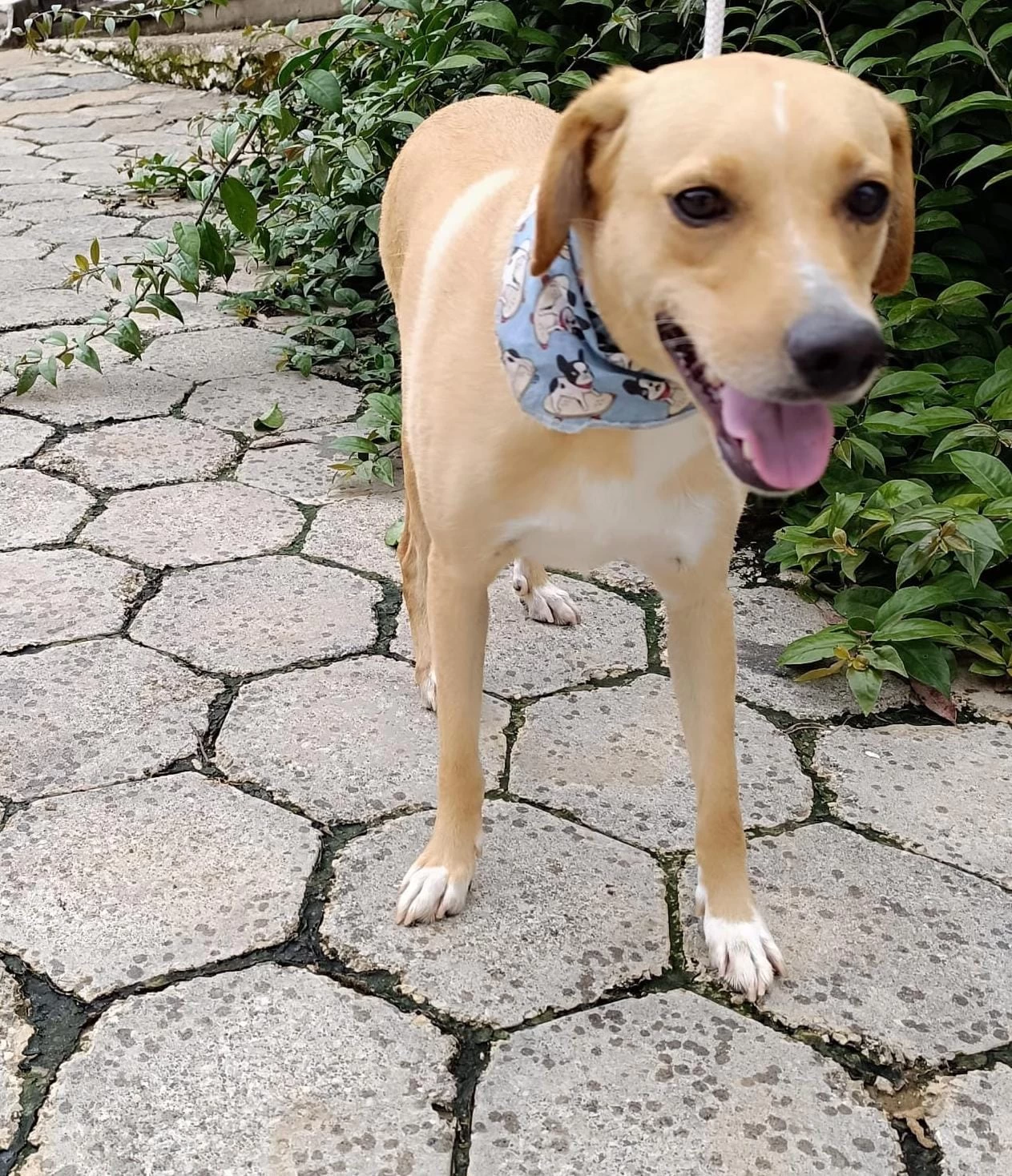Prefeitura de Sorocaba leva feira de adoção de cães ao Ceagesp e à Grande Festa de Natal no Paço Municipal neste sábado (9)