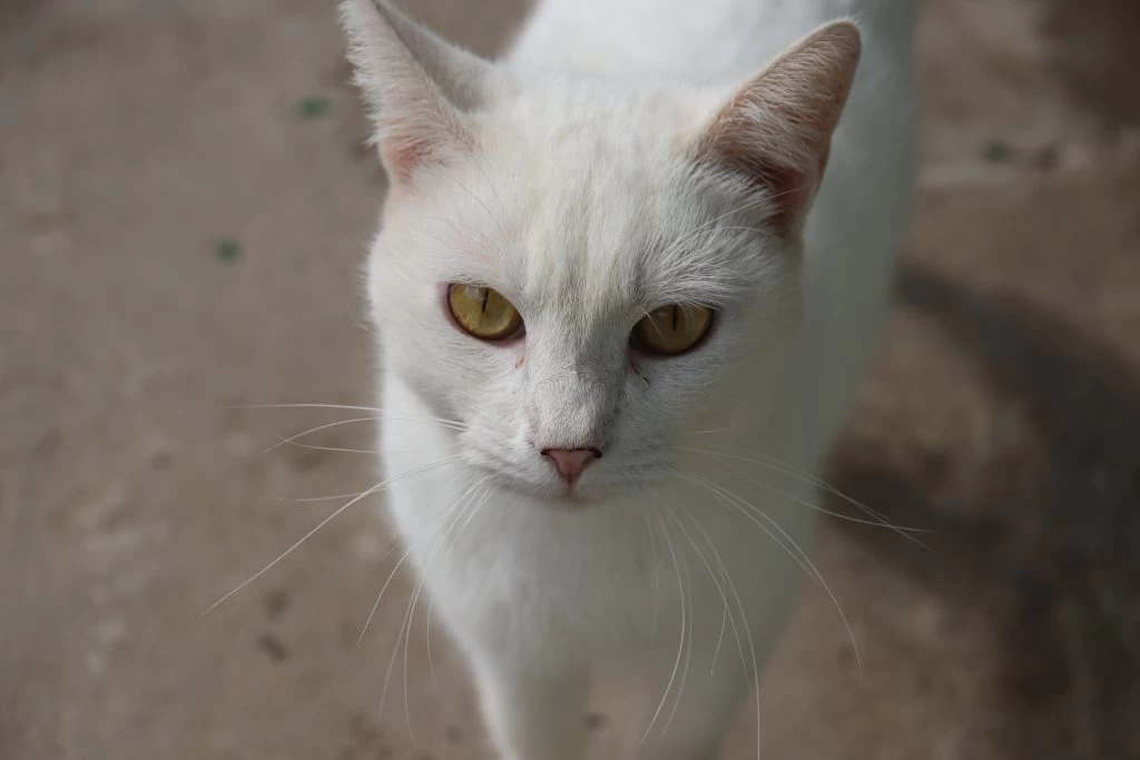 Prefeitura de Sorocaba abre inscrições para castração gratuita de cães e gatos no mês de outubro