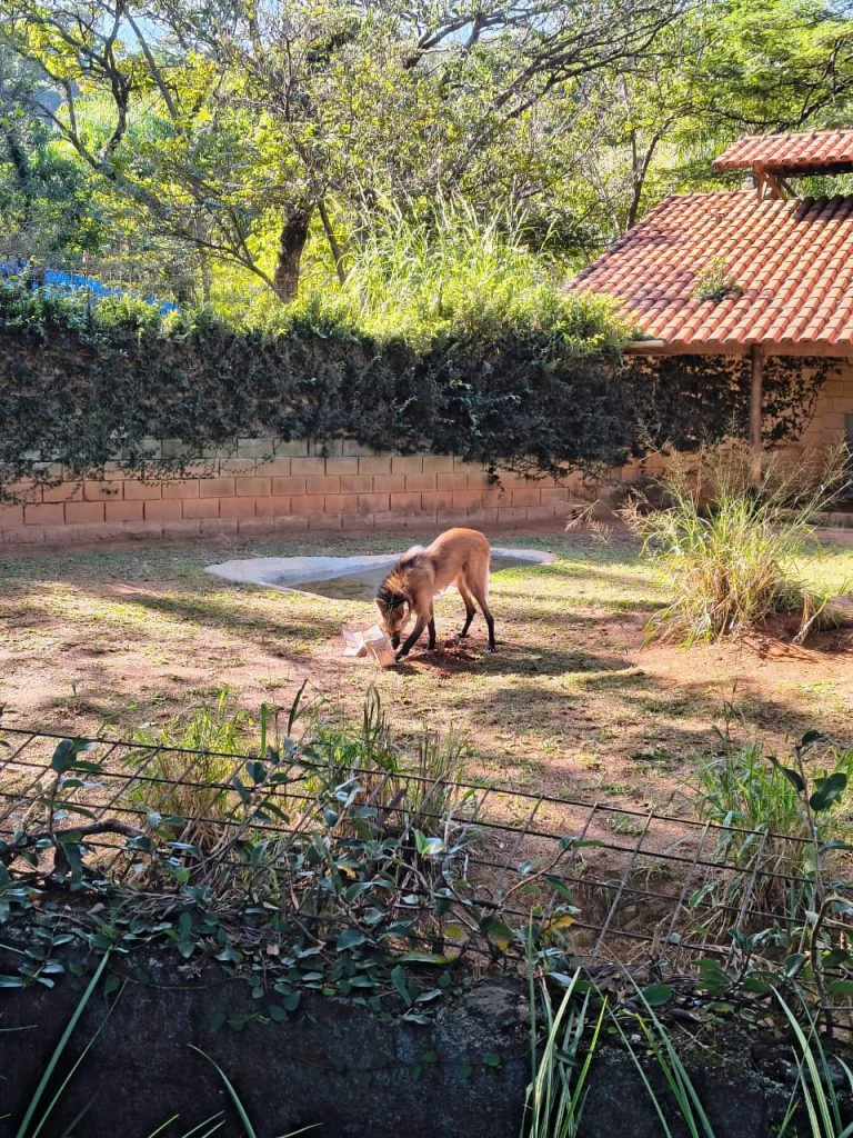 Fêmea de lobo-guará do Zoo de Sorocaba ganha atividade de enriquecimento ambiental